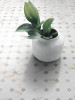 Cava Cava Octagon Mosaic Satin